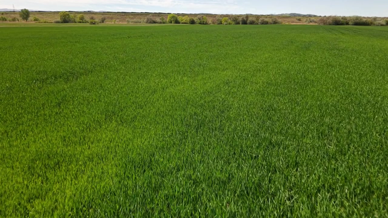 Una vasta distesa di rigogliose colture verdi riempie il paesaggio agricolo sotto un cielo sereno, simboleggiando crescita e abbondanza naturale
