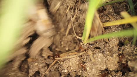 garden tool stirring and disturbing fire ant mound, many ants running around once dirt stops moving