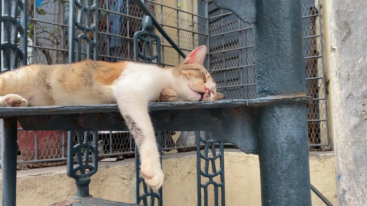 길가의 철계단에서 자고 있는 길고양이, 애완동물의 개념
