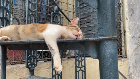 a street cat sleeping at a iron staircase in a roadside, the concept of pets