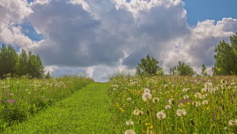 Flores-De-Diente-De-León-Con-Nubes-Blancas-Esponjosas-En-El-Cielo-Durante-La-Primavera-En-El-Prado