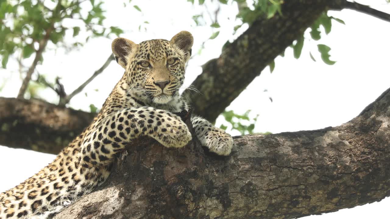 primer plano medio de un leopardo tendido en una rama y girando la cabeza hacia la cámara, gran kruger