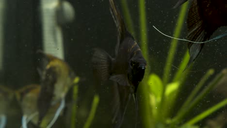 pez ángel negro en el acuario
