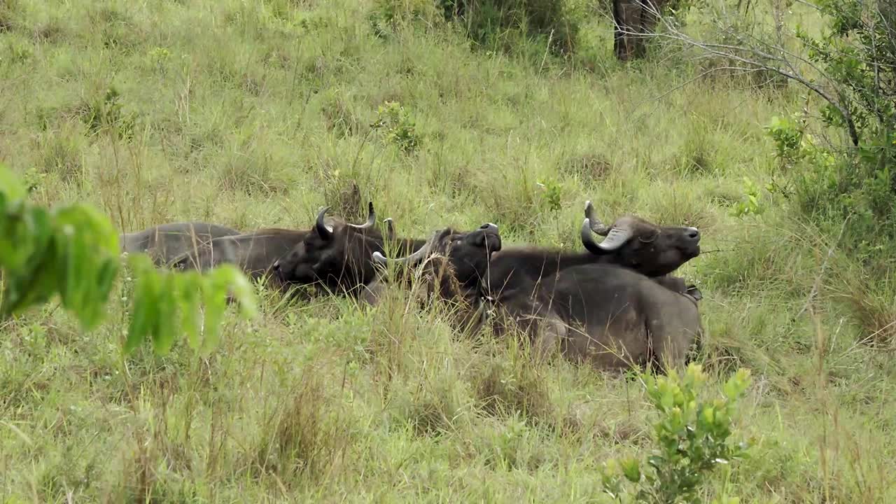 BUFFALOES LAYING ON THE GROUND IN THE PARK