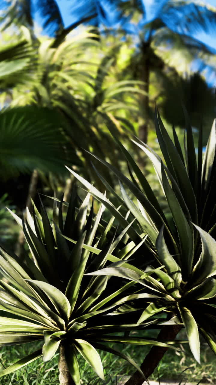 Paesaggio tropicale con piante lussureggianti e palme in pieno giorno