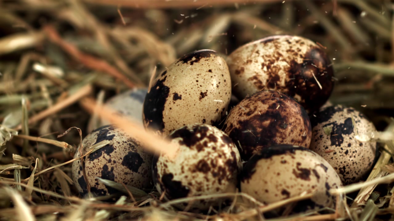 Close-up of Speckled Quail Eggs in a Rustic Hay Nest