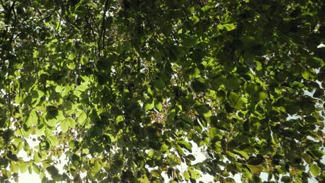 Leaves-with-strong-blowing-wind,-green-branches-moving-nervously-in-wind