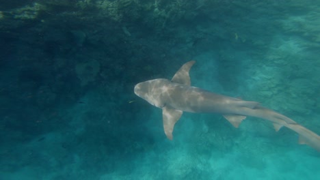 Top-view-of-Shark-swimming-slowly-in-the-deep-sea