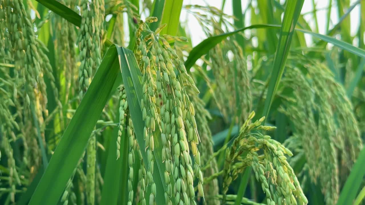 Close-up view of ripening paddy grains swaying gently in the breeze, glowing softly in natural light — a serene moment capturing the calm beauty and rhythm of rural farmlands