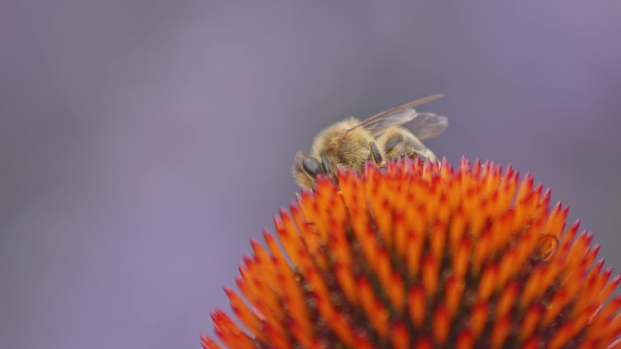foto macro de una abeja silvestre bebiendo néctar en una flor de cono naranja contra un fondo violeta borroso