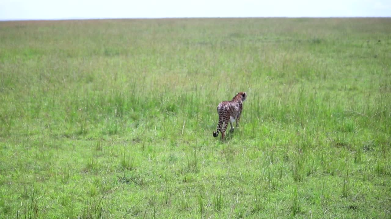 tiro de seguimiento de un guepardo salvaje en busca de presas caminando en las interminables llanuras de áfrica