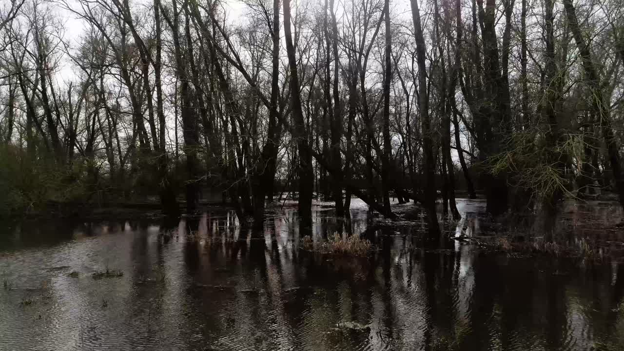 Side drone shot of trees standing and laying down in water swamp