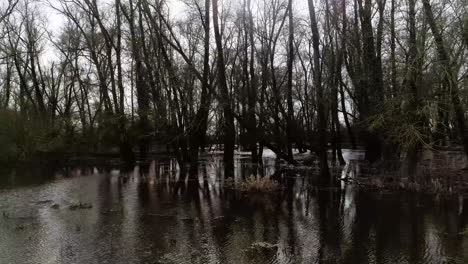 side drone shot of trees standing and laying down in water swamp