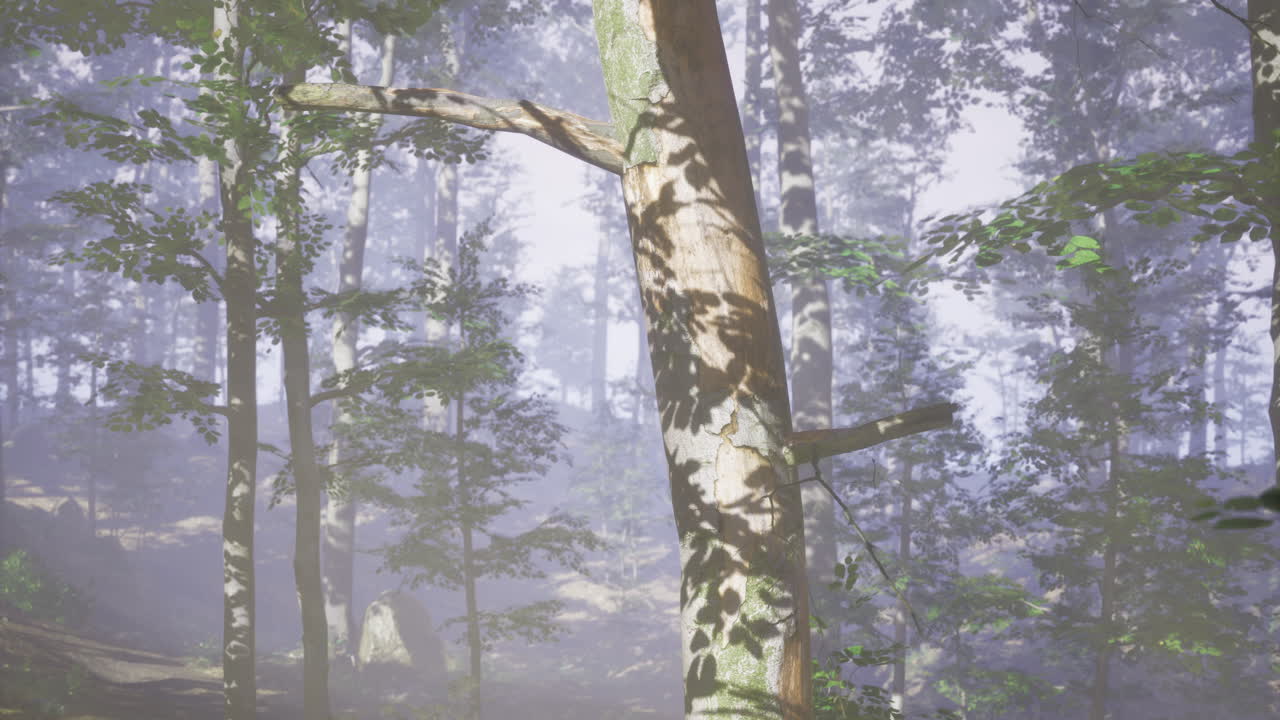 Mysterious forest shrouded in fog with intriguing shadows on trees