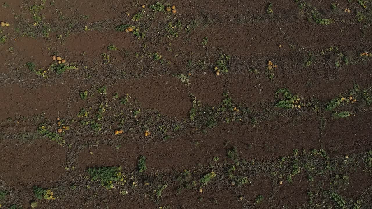 disparo aéreo de un hermoso campo de calabazas naranjas brillantes