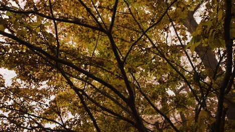 turning leaves in dogwood tree