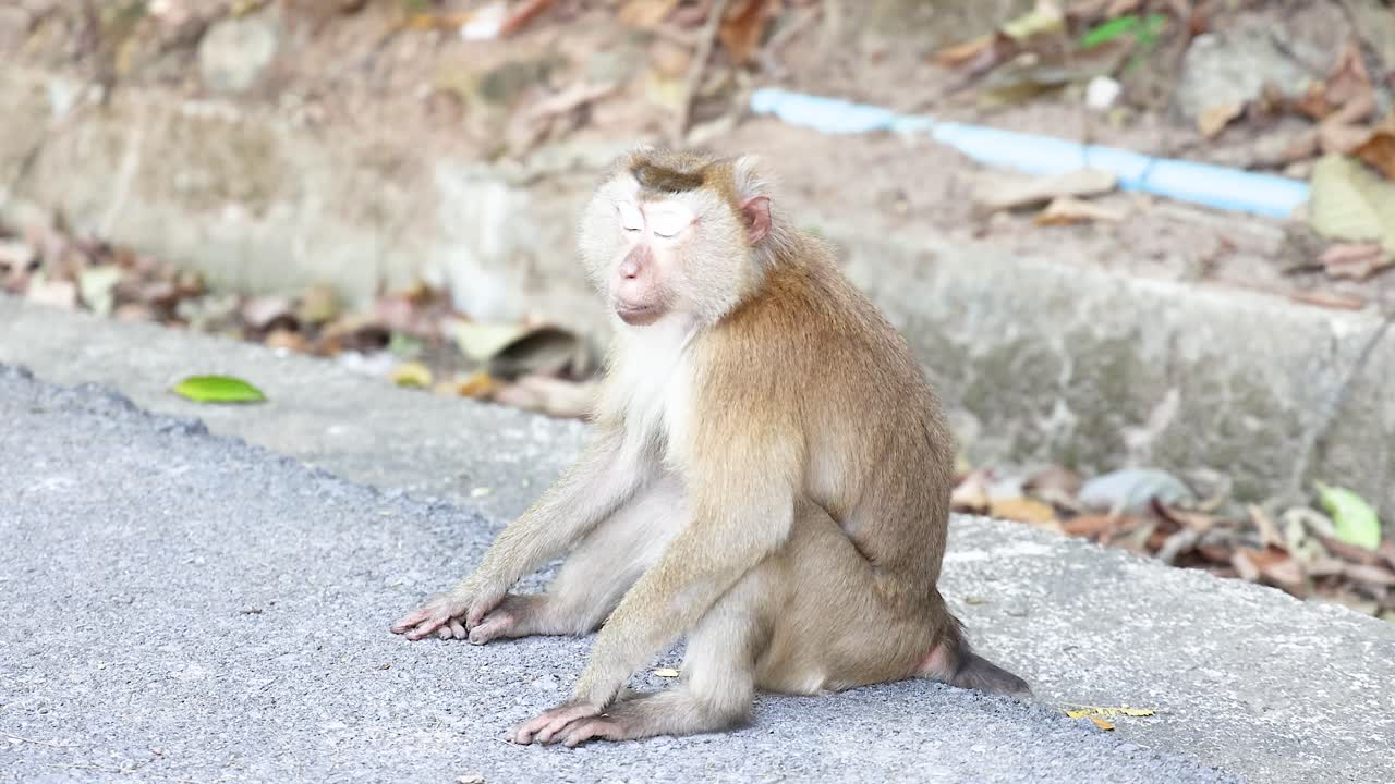 un mono sentado tranquilamente en el pavimento en phuket, tailandia