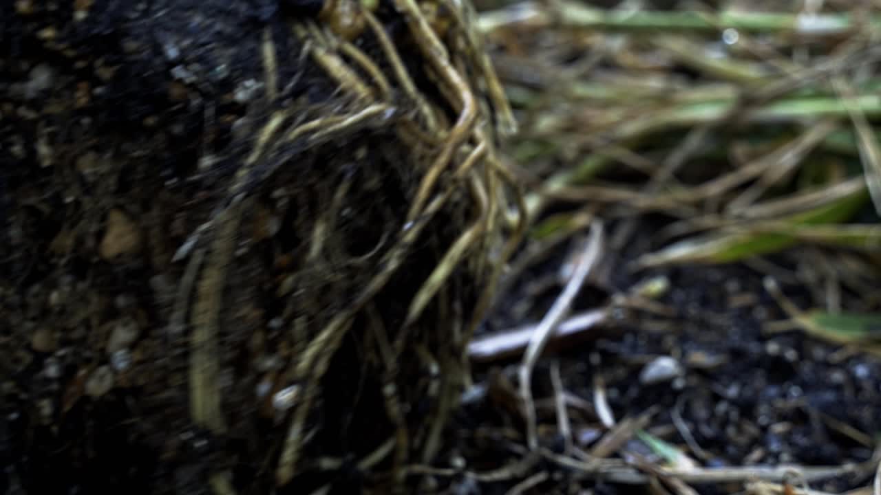 으로 인 생강 어리 가 수확 정원 을 위해 준비 되어 옮겨지고 있다