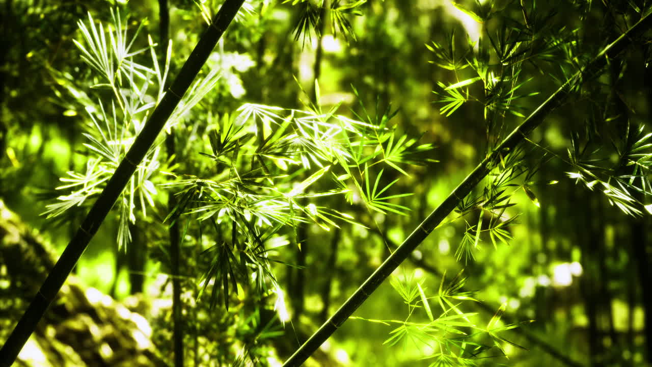 Green bamboo forest with lush foliage during bright daylight hours