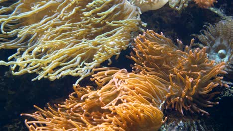 Close-up-of-Sea-anemones,marine,-predatory-animals-of-the-order-Actiniaria---Slow-motion-moving-tentacles