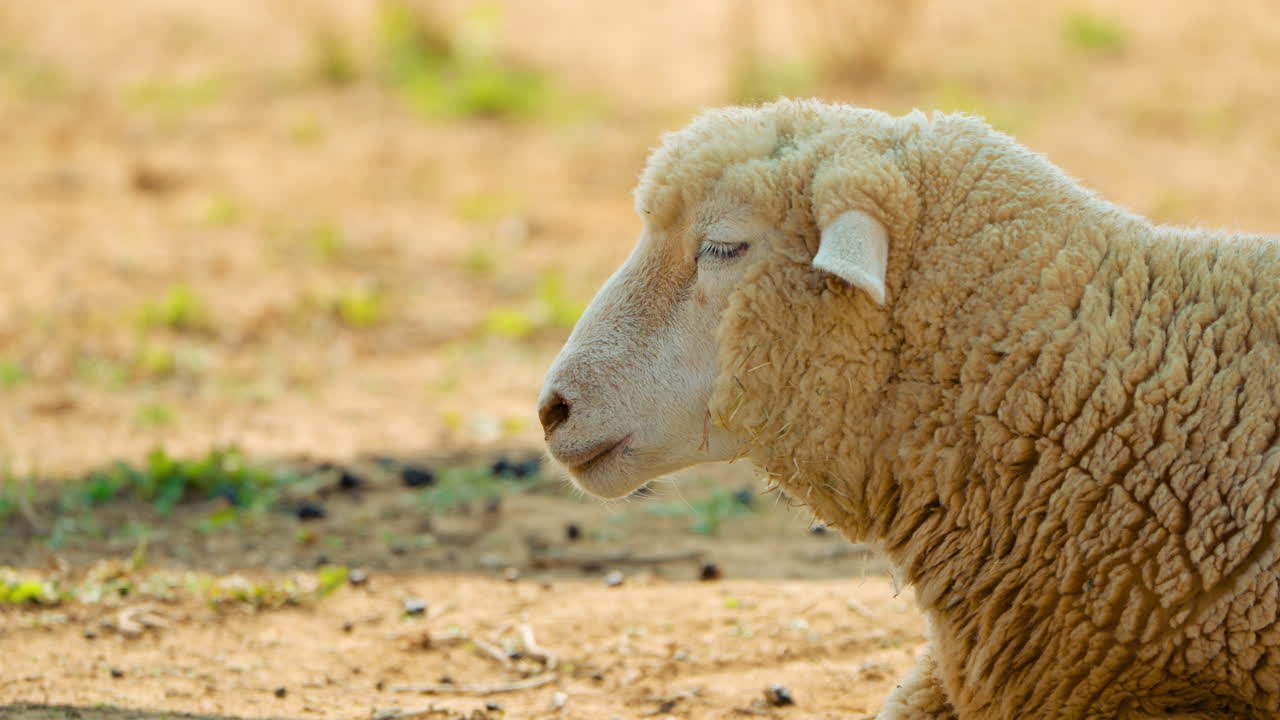 Primo piano della testa di una pecora Merino che si rilassa in un prato arido, deserto e senza erba, con terreno arancione, riparandosi dal sole cocente