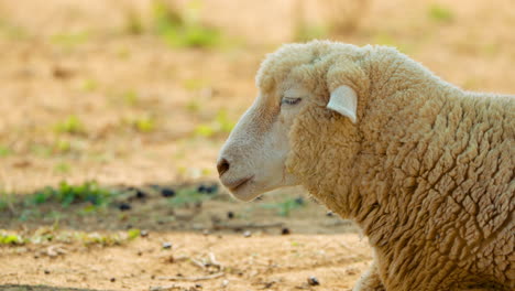 head closeup of merino sheep relaxing in dried deserted grassless orange soil meadow hides from burning sun