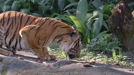 Asfixiando-Tigre-Malayo-Escupiendo-Un-Trozo-De-Carne-De-Su-Boca-Y-Luego-Comiéndolo-De-Nuevo