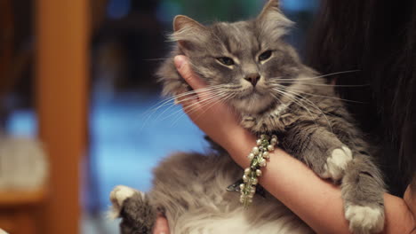 cat owners stroking a pet