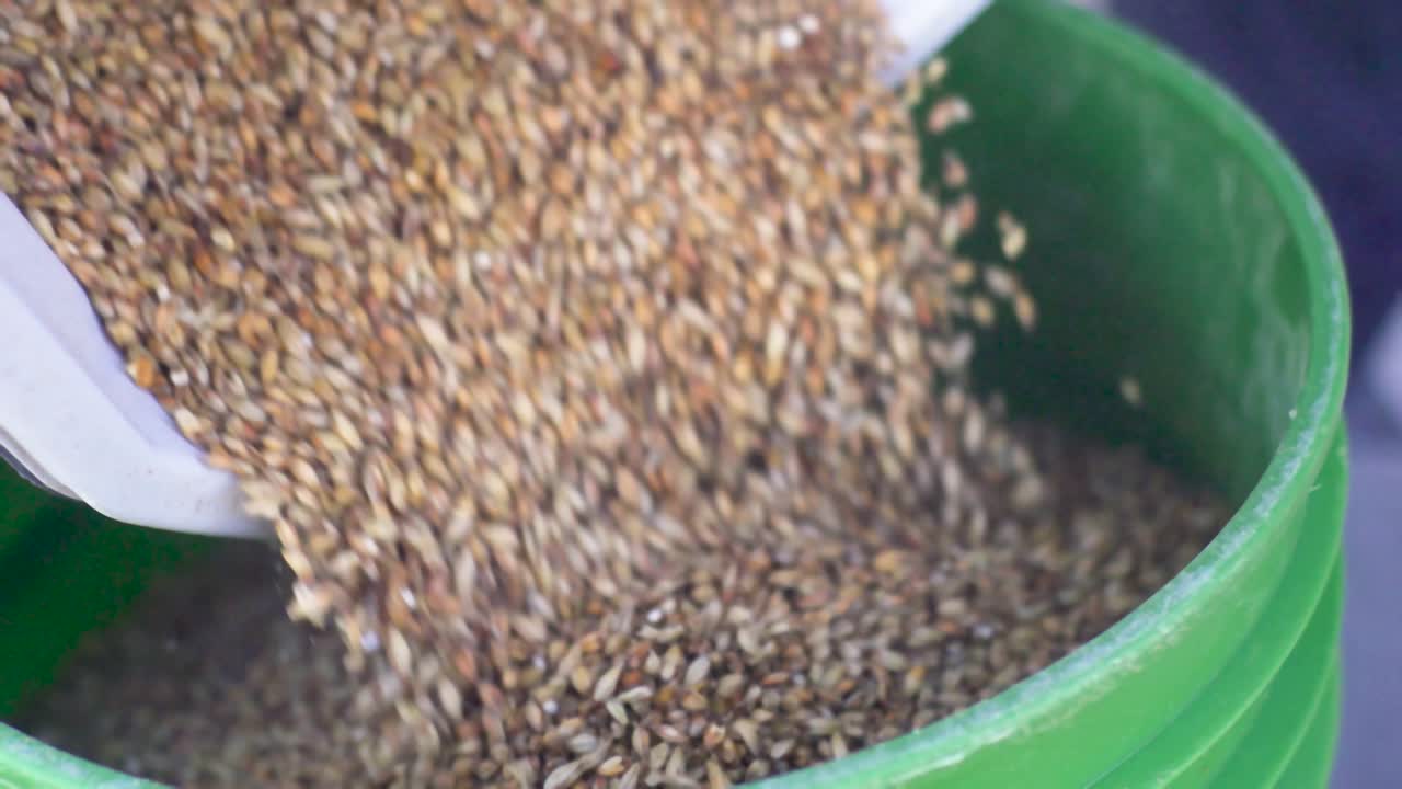 양조업자는 운송을 위해 곡물을 포장합니다. 4k 240fps