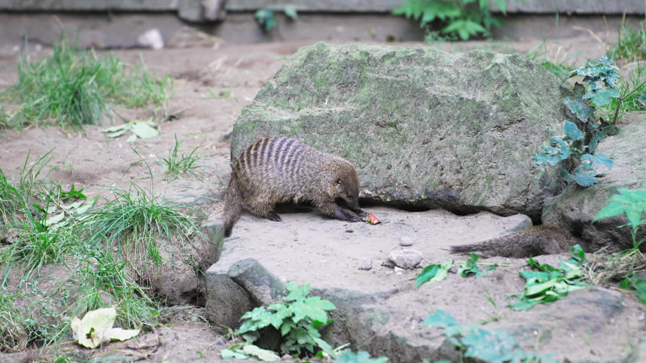 Banded Mongooses Play With Food and Dig Hole inside Enclosure at Animal Park