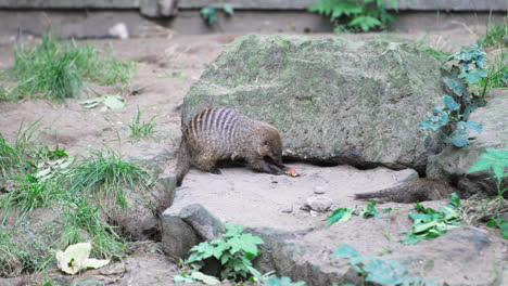 banded mongooses play with food and dig hole inside enclosure at animal park