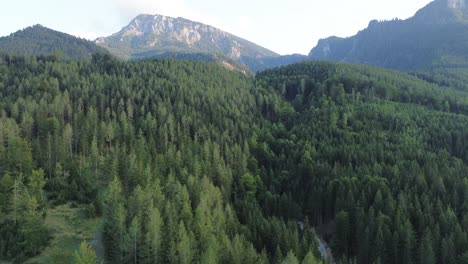 black forest of lower austria close to semmering filmed with drone from above in 4k during the summer day