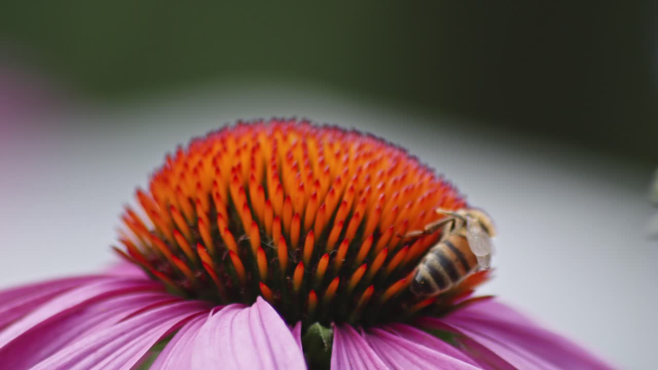 vista desde la parte trasera de una abeja silvestre que recoge el néctar de un cono de flor de naranja contra un fondo borroso