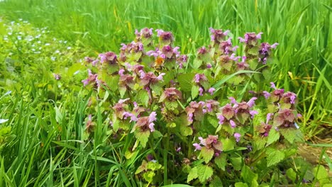 bumblebees pollinating red dead nettle flowers in a green meadow