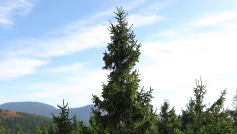 View of a spruce tree crown during strong wind when the tree bends to the sides in background of a blue sky with clouds in the Beskids Area during a windy sunny day in Radhost Pustevny area 4k 60fps