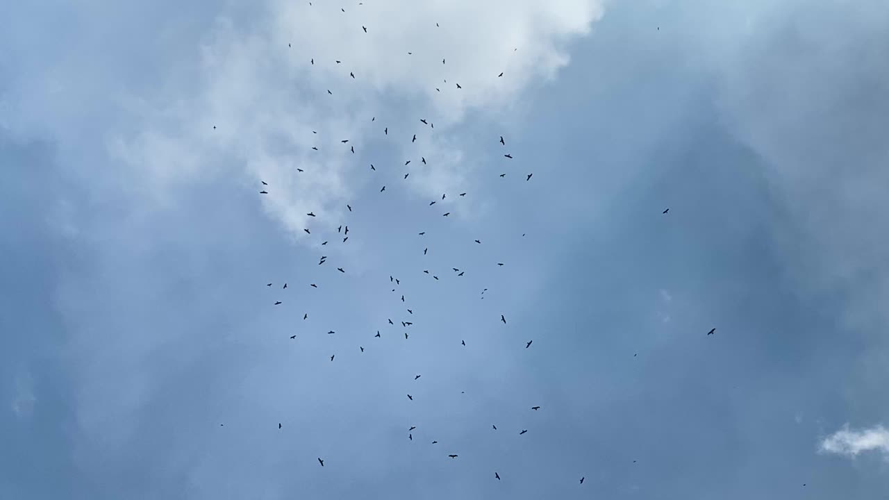 Flock of Vulture or Eagle birds flying in the blue sky