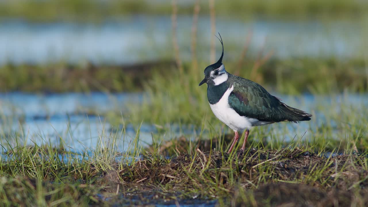 발 떨림 동작으로 지렁이와 함께 습지에서 먹이를 찾는 댕기물떼새