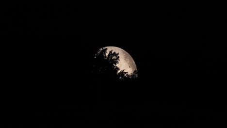 Alejar-El-Detalle-En-El-Lado-De-La-Luna-Capturado-Con-Las-Copas-De-Los-árboles-En-Movimiento-Cerrar-La-Vista-De-Zoom-Con-Todos-Los-Detalles-En-El-Paisaje-Lunar-Usando-Lunalon-Capturado-En-Resolución-4k