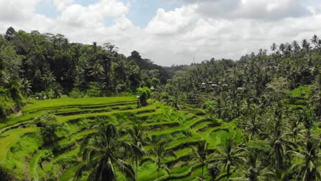 vuelo sobre los verdes campos de arroz de tegallalang y la exuberante vegetación en bali, indonesia - toma de drone dolly