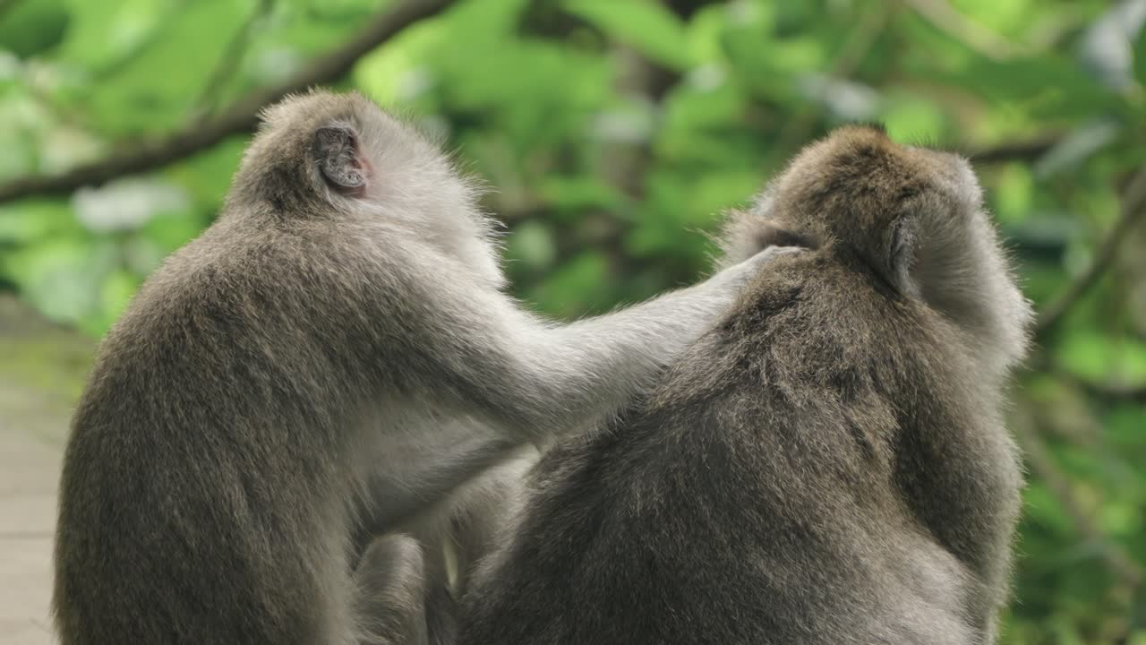 Macaque Apes Grooming At Ubud Monkey Forest In Bali, Indonesia. Close-up Shot