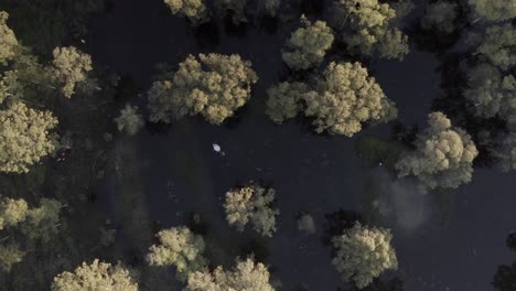 flooded forest from above