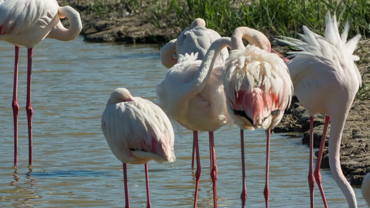 카마그 플라밍고 05