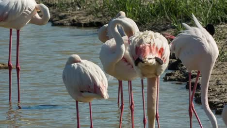 flamencos carmargue 05