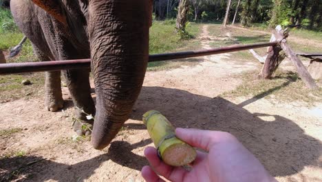 泰國卡奧索克國家公園用一塊竹子給泰國大象<unk>食 - - 斯洛莫