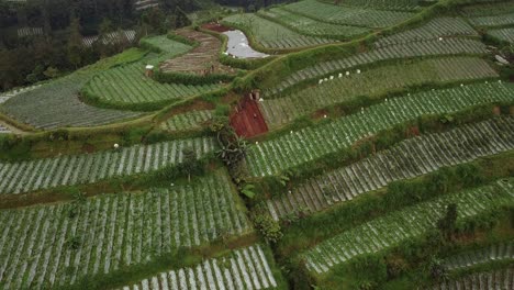 Drone-shot-of-a-farmer-working-on-the-terraced-vegetable-plantation-on-the-slope-of-mountain
