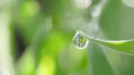 video of raindrops on the leaves. a shining green world with a refreshing feeling.