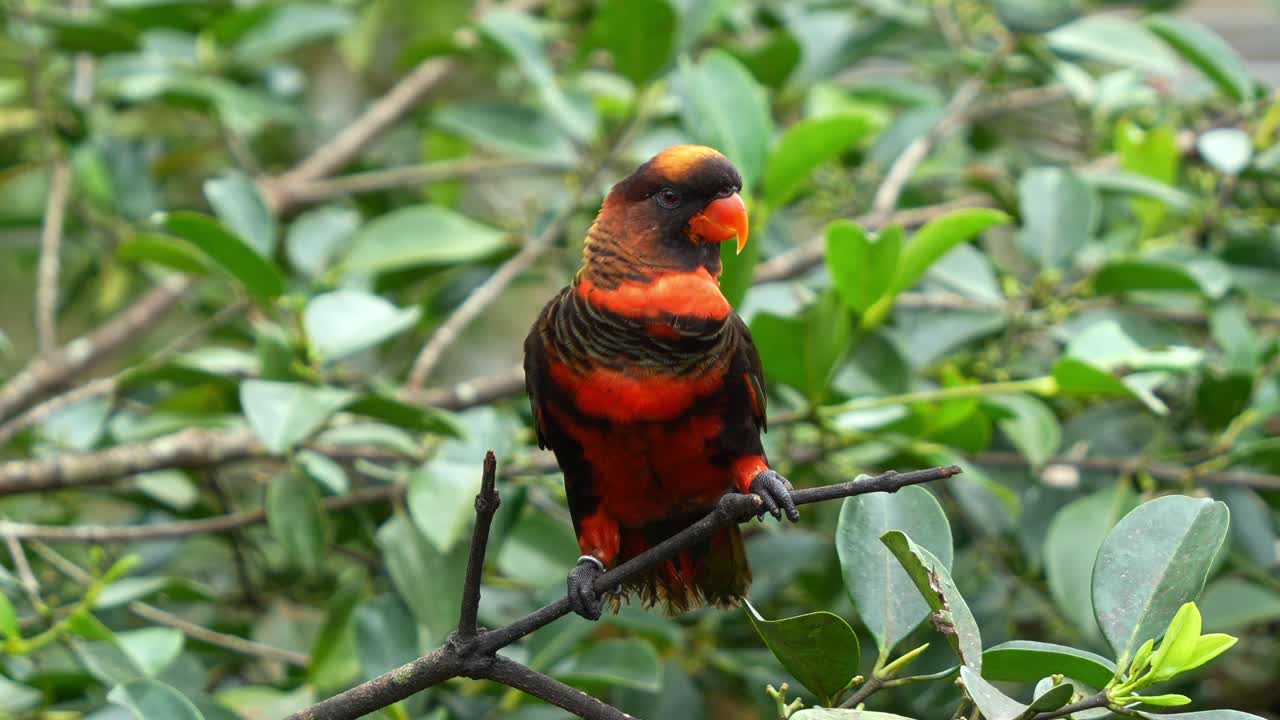 contento y feliz lory oscuro, pseudeos fuscata posado en la rama del árbol, llamando en medio del entorno del bosque, disparo de cerca