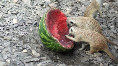 suricata comiendo sandía un día soleado