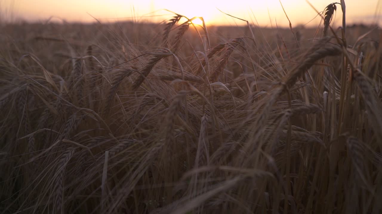 camera slowly moving back steady close to barley growing on a field. The sun is setting behind the field on a hill