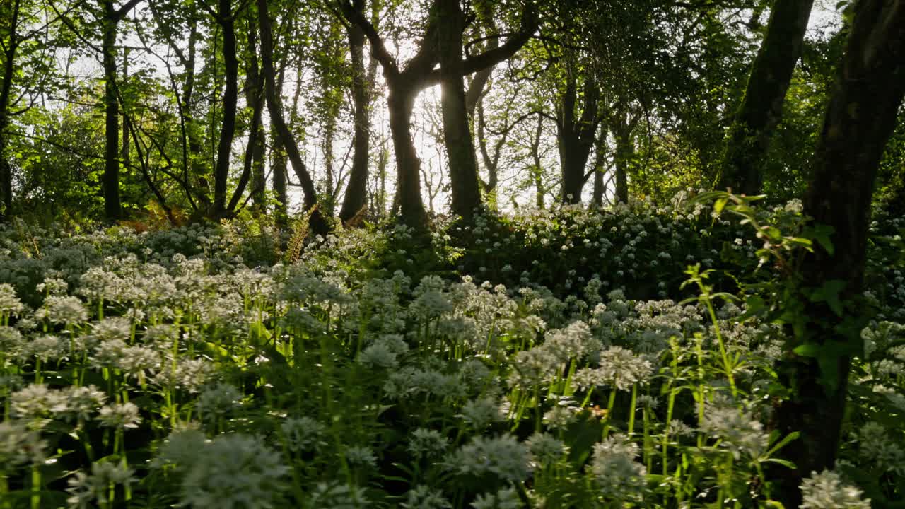 Sunlit Woodland Meadow with Wild Garlic